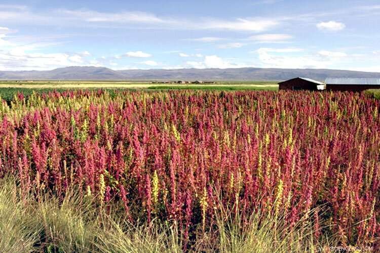 Ancient Andean Diets: Lessons for a Sustainable Future