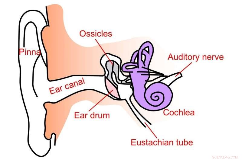 Choosing the Right Headphones: Sound Quality, Comfort & Your Listening Habits