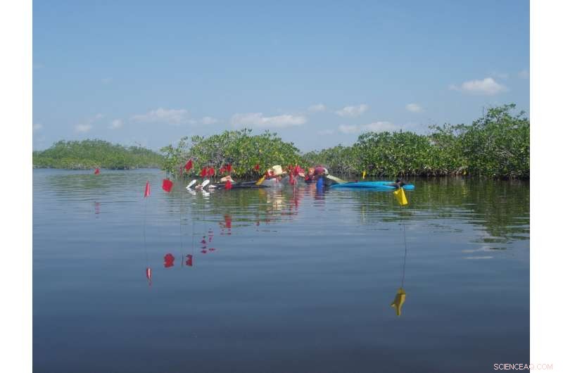 Underwater Maya Site Reveals Salt Workers  Residences & Ancient Industry