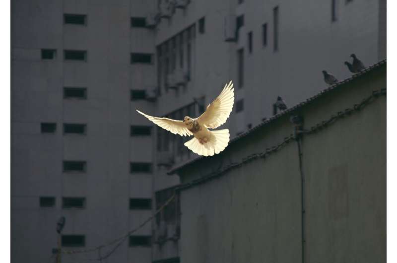 Women s Safety in Post-War Peace Processes: A New Study