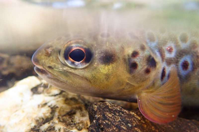 Mine Pollution Impacts Trout Genetics: New Study Reveals Isolation