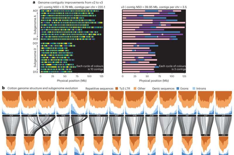 Genomic Tools Advance Cotton Breeding: Insights from Modern Varieties