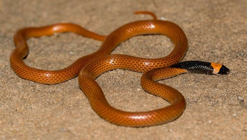 New Snake Species Discovered in Arabian Peninsula: *Rhynchocalamus hejazicus*