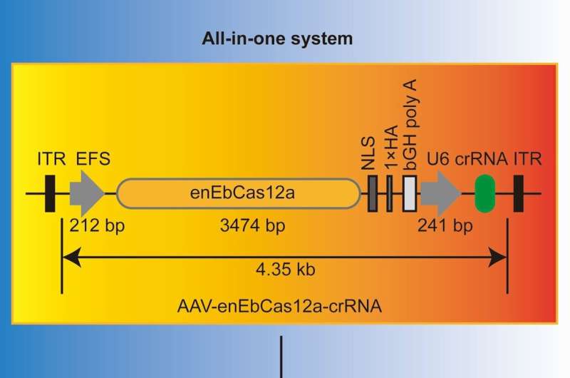 CRISPR Protein Breakthrough: Enabling Efficient Gene Therapy Delivery