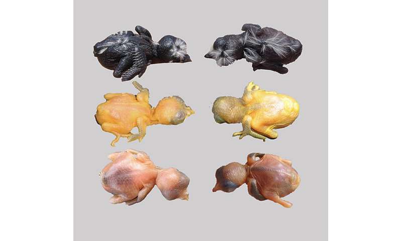 Cuckoo Evolution: How Mimicry Drives Speciation – New Research