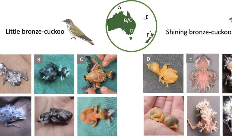 Cuckoo Evolution: How Mimicry Drives Speciation – New Research