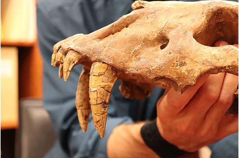 Ancient Saber-Toothed Cat Skull Discovered on Texas Coast - University of Texas