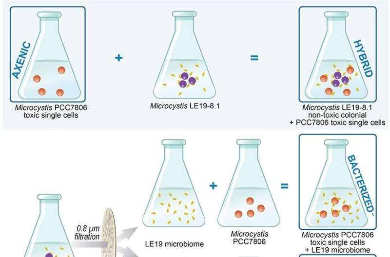 Lake Erie Algal Blooms: Unexpected Nutrient Source Fuels Toxic Growth
