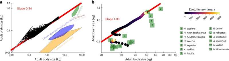 Ovarian Follicle Energy & Human Brain Evolution: A New Theory