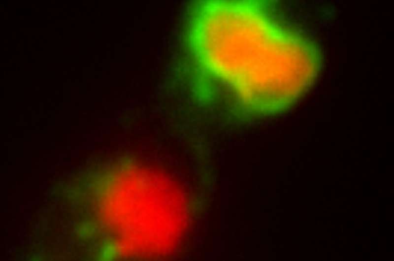 Powerful Antifungals Trigger Self-Destruction in Fungal Pathogens