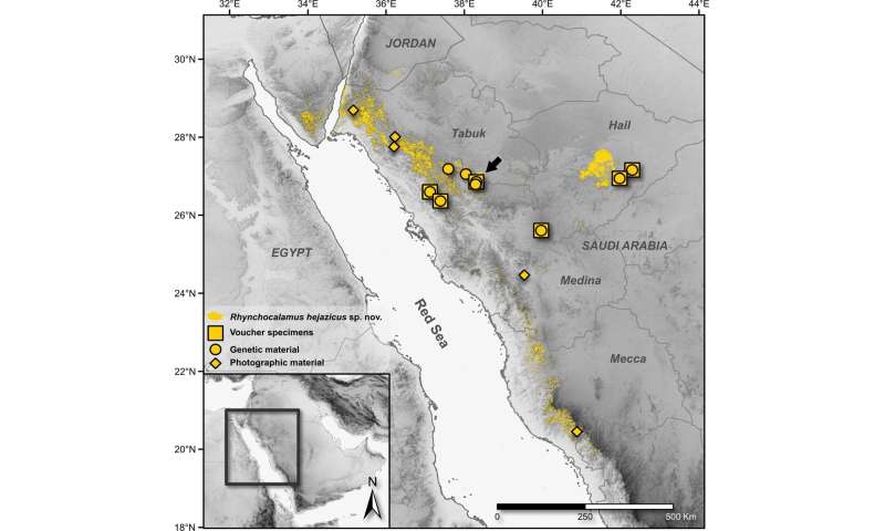 New Snake Species Discovered in Arabian Peninsula: *Rhynchocalamus hejazicus*