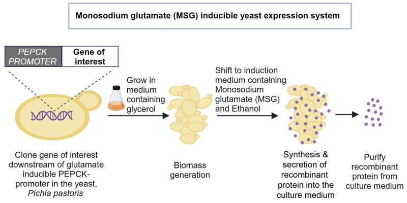 Sustainable Recombinant Protein Production with Monosodium Glutamate