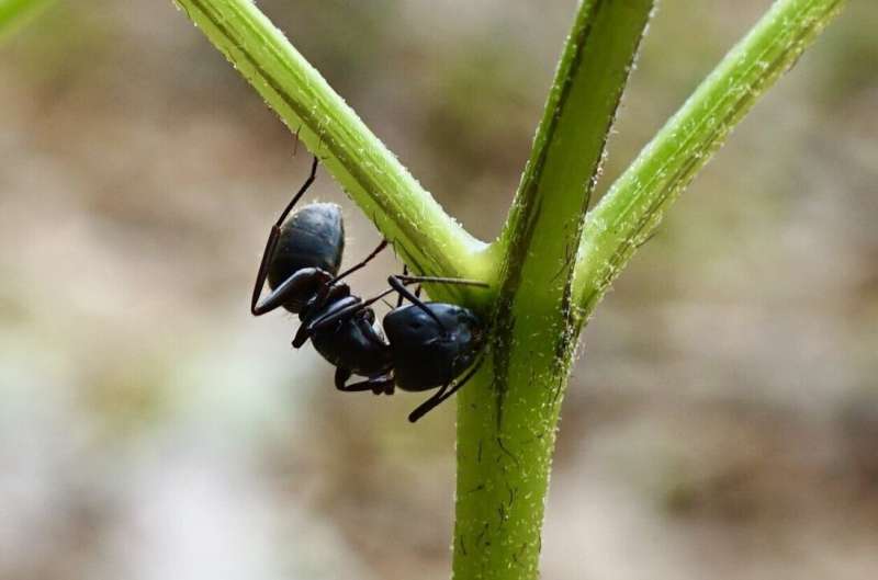 Ferns  Unexpected Defense: Sweet Nectar & Ant Partnerships