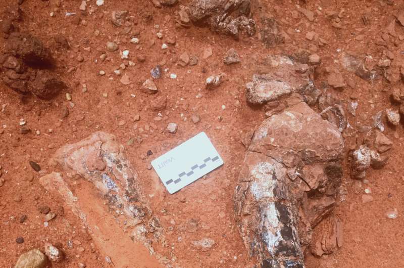 New Dinosaur Species Discovered in Zimbabwe: *Musankwa sanyatiensis*