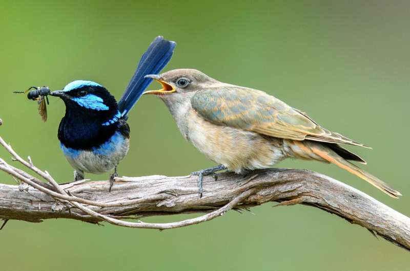 Cuckoo Evolution: New Species Evolve Through Host Mimicry