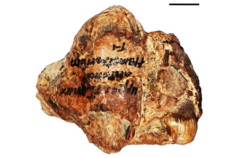 Ancient Saber-Toothed Cat Skull Discovered on Texas Coast | University of Texas at Austin