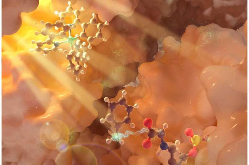 Light-Driven Photobiocatalysis Creates Novel Amino Acids for Chemical Innovation