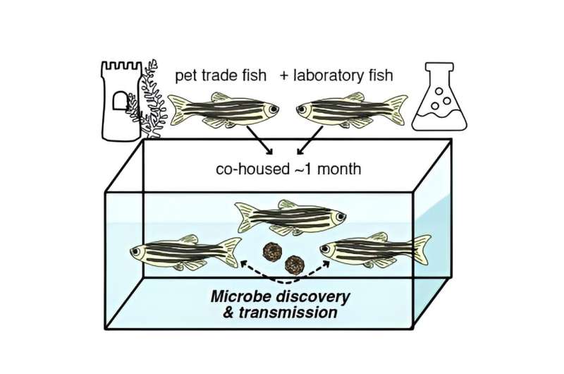 Novel Zebrafish Virus Identified in Pet Trade Threatens Laboratory Fish