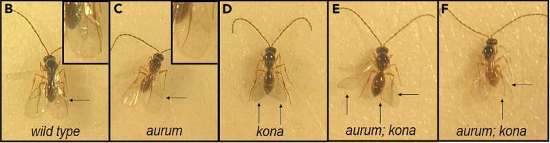 Spaceflight Impacts Immune Systems in Fruit Flies and Their Parasites - ISS Research