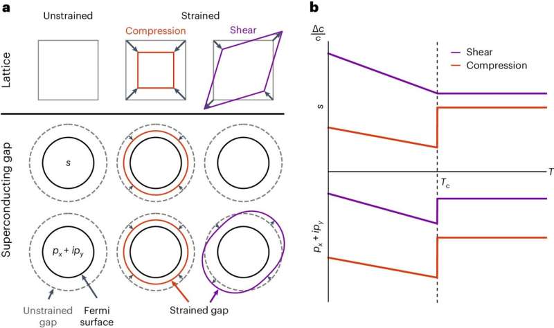 Strain Effects on Superconductivity: New Insights from Ultrasound Experiment