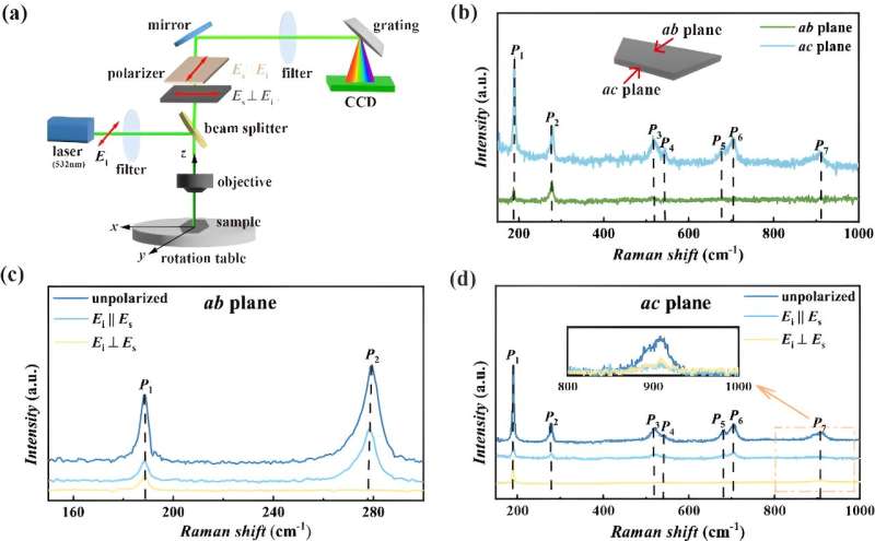 β-MoB₂ Single Crystal: Novel Phonon Properties Discovered