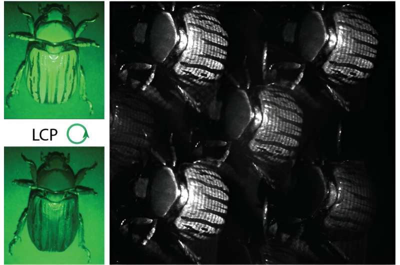 Metasurface Polarization Imaging System Enables Novel Biological Studies