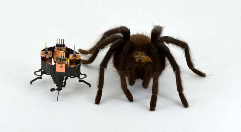 Robot vs. Animal Speed: New Study Explores Biological Advantages