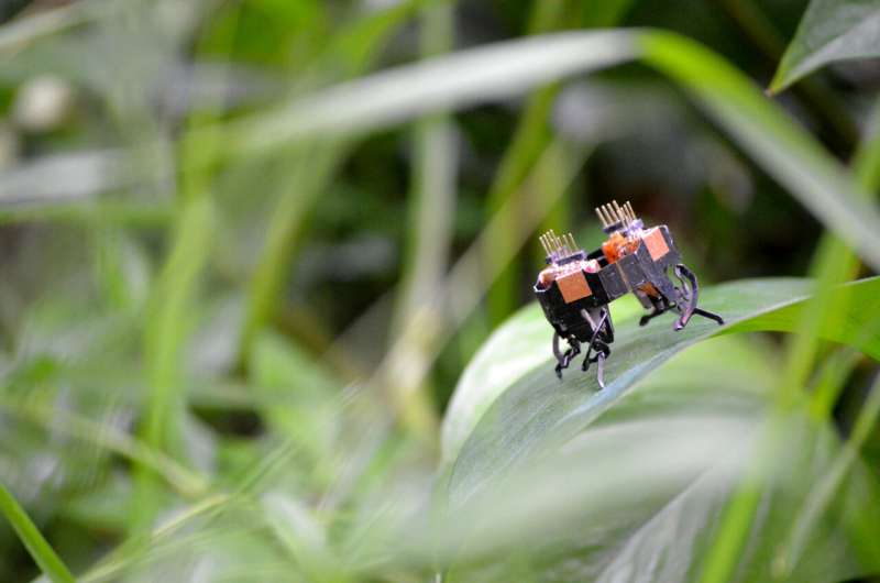 Robot vs. Animal Speed: New Study Explores Biological Advantages