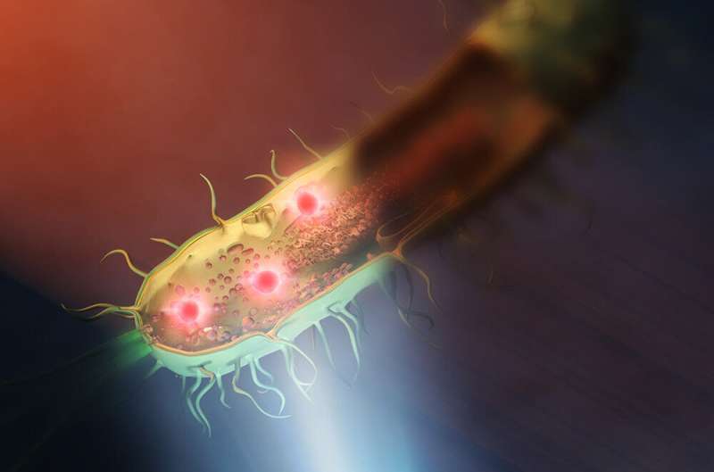 Enhanced Bacterial Imaging with Mid-Infrared Nanoscopy