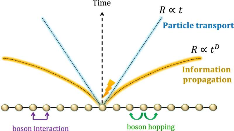 Understanding Boson Transport in Interacting Systems: A Novel Investigation