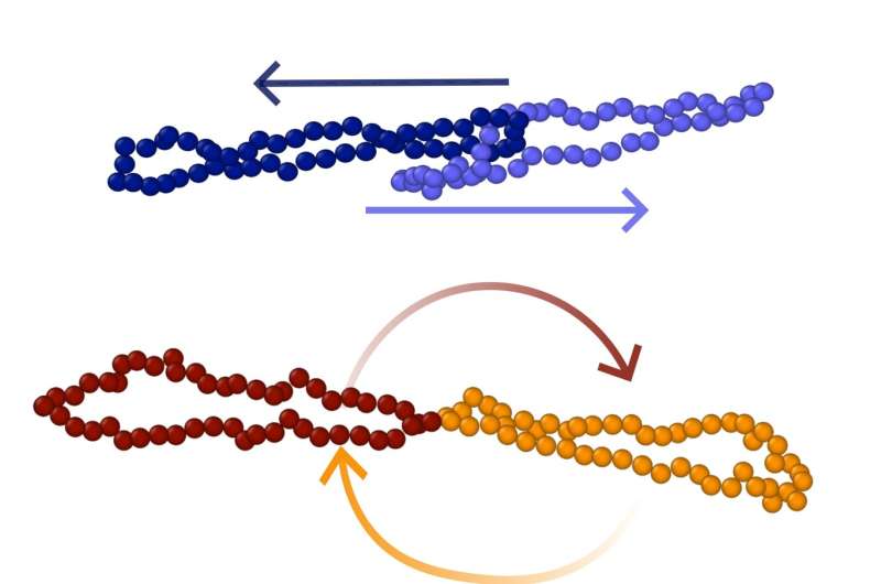 Unveiling Unexpected Motion in Complex Fluids: Ring Polymers Under Shear