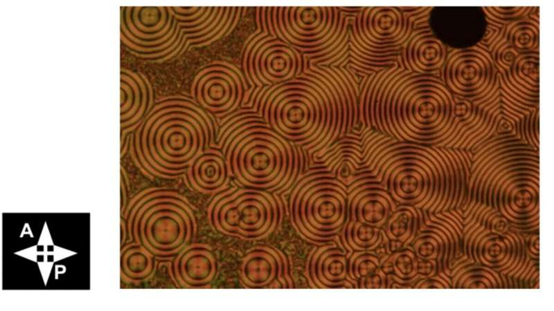 Novel Toroidal Topology Discovered in Helielectric Nematic State