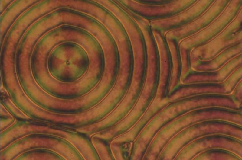 Novel Toroidal Topology Discovered in Helielectric Nematic State