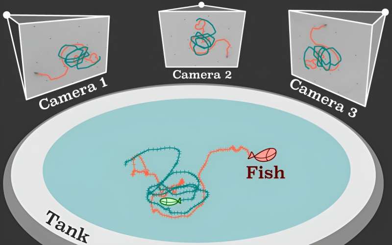 Zebrafish School Size: Physicists Discover the Number
