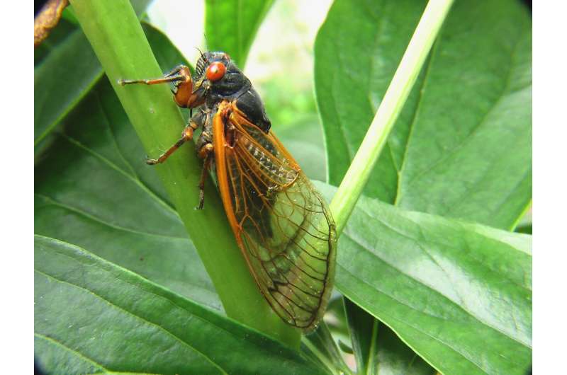 Cicada Urine: How Insect Jet Propulsion Reveals Fluid Dynamics Secrets