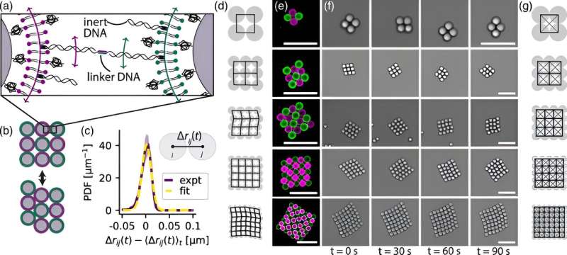 Novel Flexible Microparticle Networks for Advanced Materials