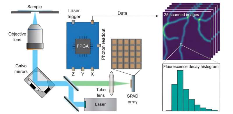 Enhanced Microscopy: Single-Photon Imaging for Higher Information Content
