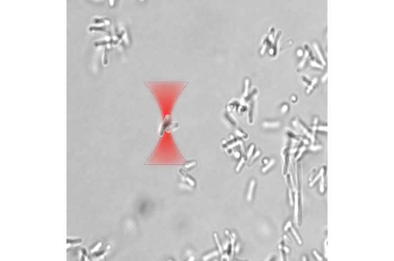 Optical Traps Control Biofilm Formation: A New Approach to Bacterial Growth