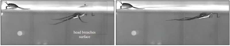 Water-Walking Bugs Reveal How Microplastics Move Underwater | PNAS