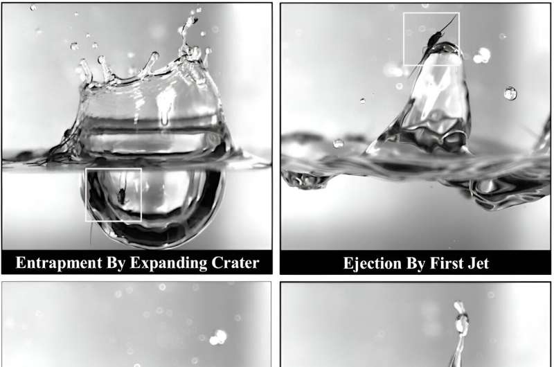 Water-Walking Bugs Reveal How Microplastics Move Underwater | PNAS