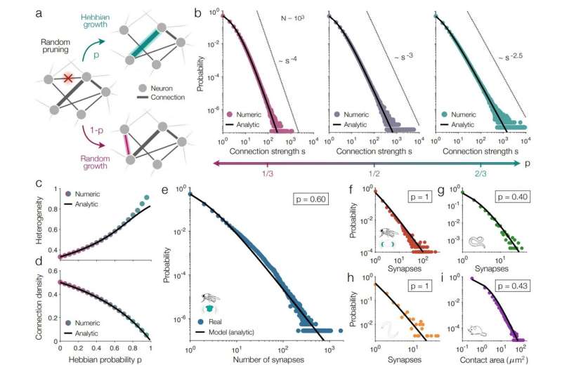 Self-Organizing Neural Networks: A Universal Model of Brain Connectivity