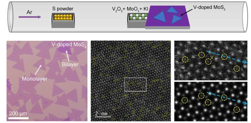 Broadband Photodetectors via 2D Semiconductor Doping: A MoS2 Approach