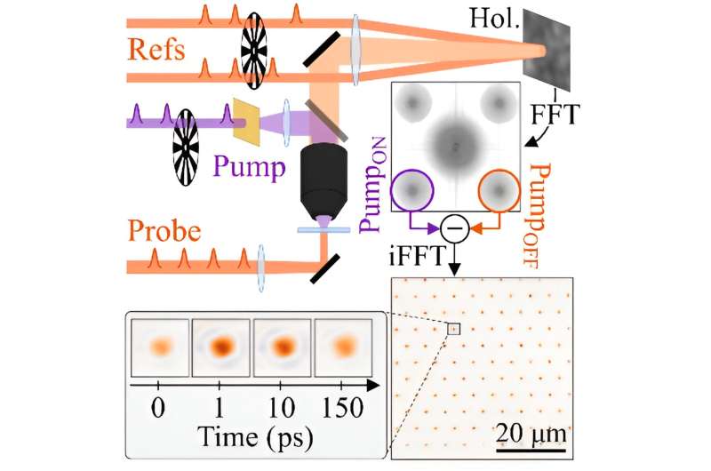 Wide-Field Holographic Microscopy for Ultrafast Carrier Diffusion Imaging