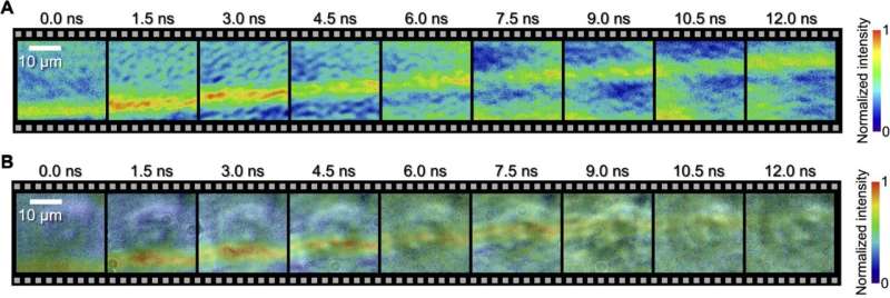 Nanosecond Imaging Captures Shockwave Propagation Through Single Cell
