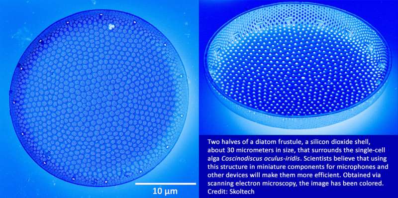 Nature-Inspired Ultrasound Detectors: Diatom Shells for Medical Imaging