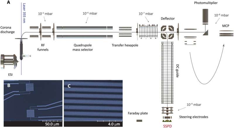 Superconducting Nanowire Detectors for Single Protein Ion Detection