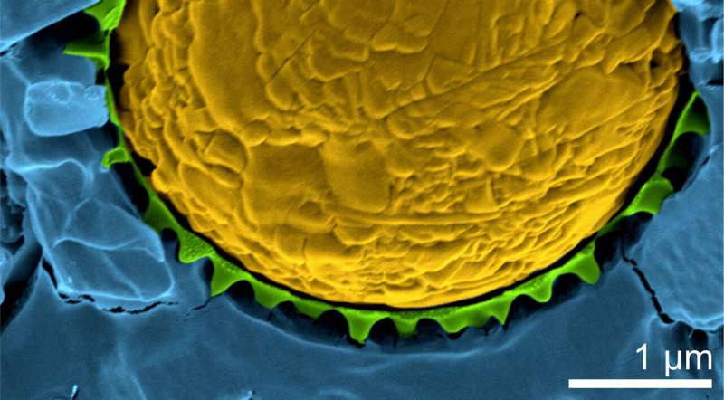 Microgels for Targeted Drug Delivery: Protecting Medicines During Transport