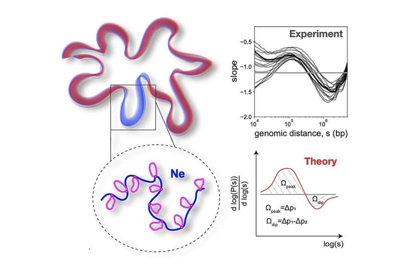 Chromosome Folding: How Loops Shape Genome Organization - Research Insights