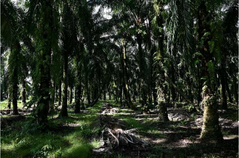 Malaysia s Forests at Risk: Report Warns of Massive Land Concessions
