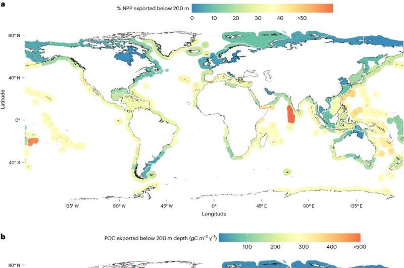 Seaweed Forests: Key Role in Ocean Carbon Storage - New Research